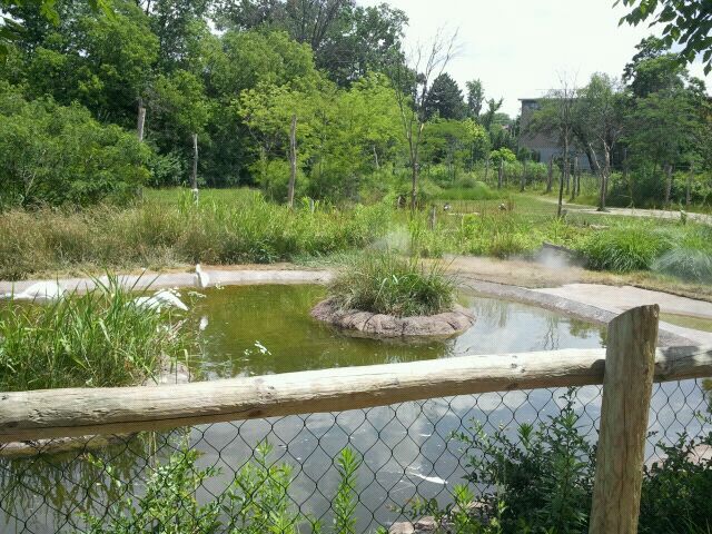 June 2012-Greater Flamingo exhibit in front of Crane/Giraffe yard