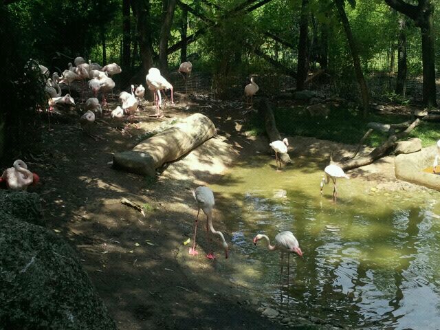 June 2012-Greater flamingos at Flamingo Cove