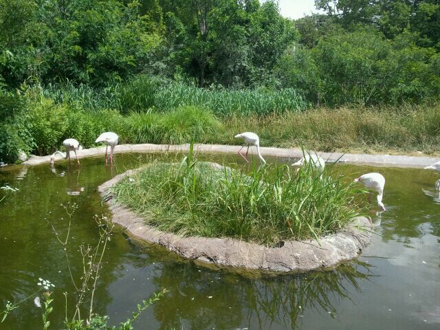 June 2012-Greater flamingos at Giraffe Ridge