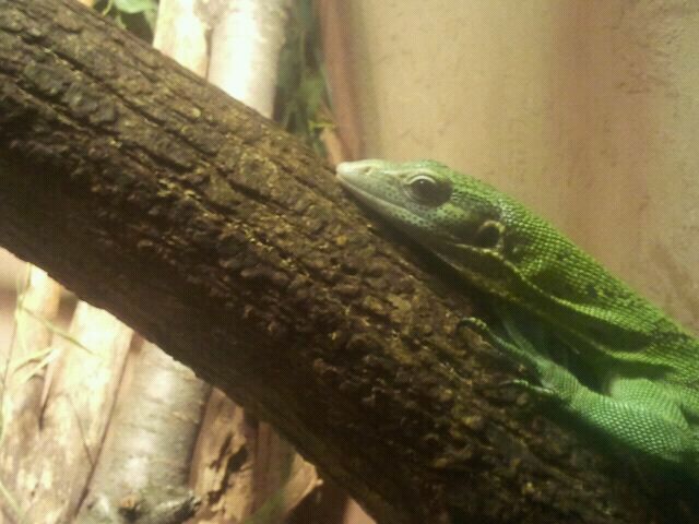 June 2012-Green tree monitor in Dragons!