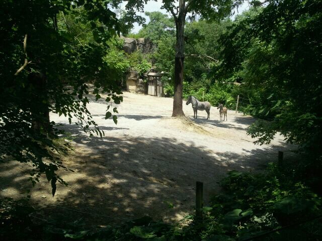 June 2012-Grevy's Zebra exhibit