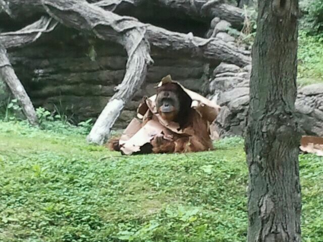 June 2012-Henry wearing a box