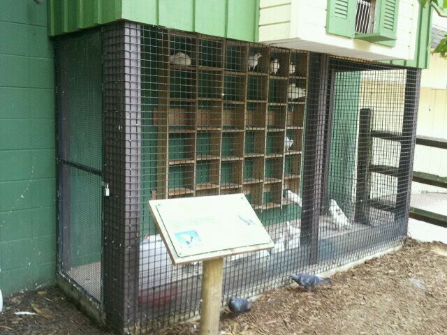 June 2012-Homing pigeon exhibit