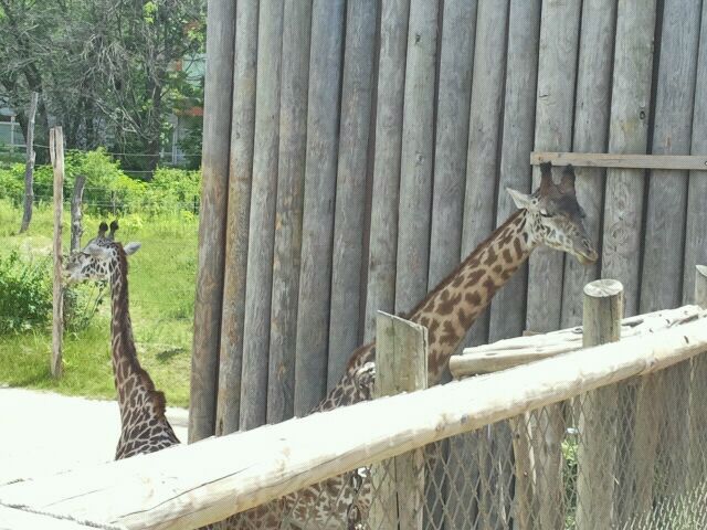 June 2012-Kimba and Tessa the Masai giraffes