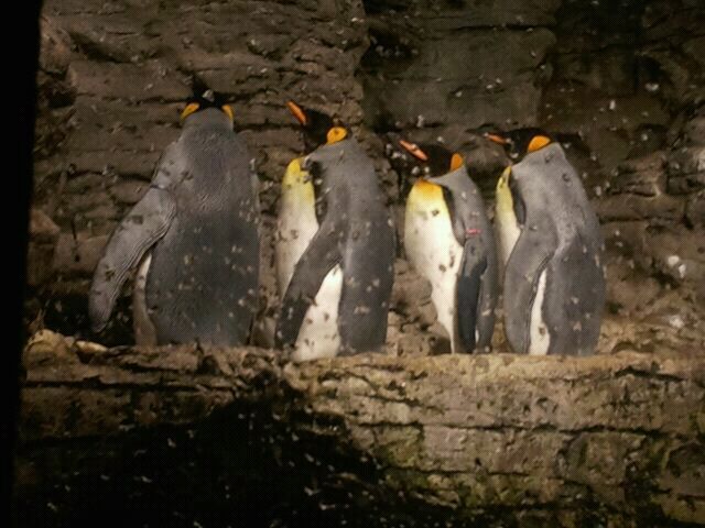 June 2012-King penguins in Wings of the World
