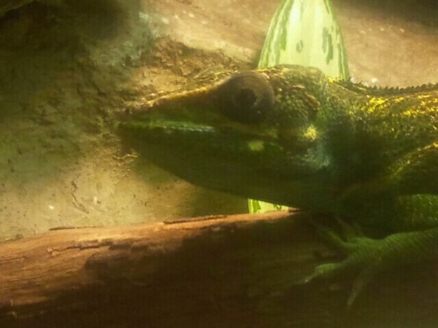 June 2012-Knight anole in Manatee Springs