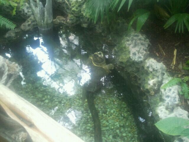 June 2012-Left side of the alligator snapping turtle pond