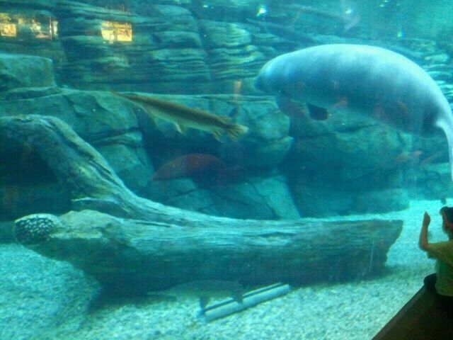 June 2012-Left side of the Florida manatee/Florida fish tank