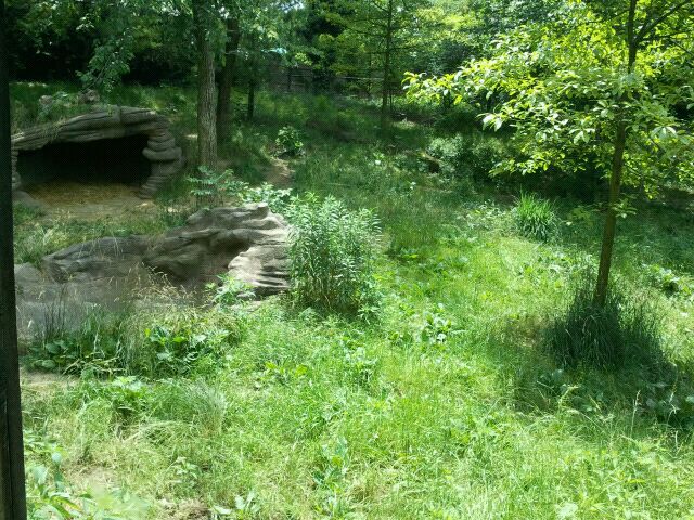 June 2012-Left side of the Mexican wolf exhibit (find the wolves?)