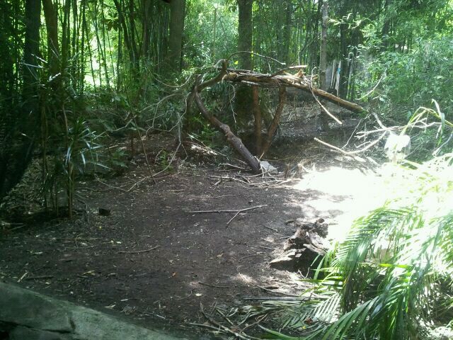 June 2012-Lesser adjutant stork aviary
