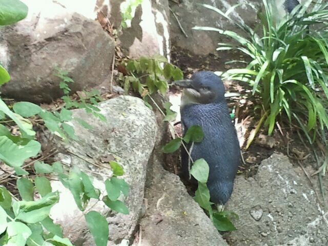 June 2012-Little Penguin at Penguin Walkabout