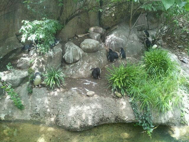 June 2012-Little Penguins at Penguin Walkabout