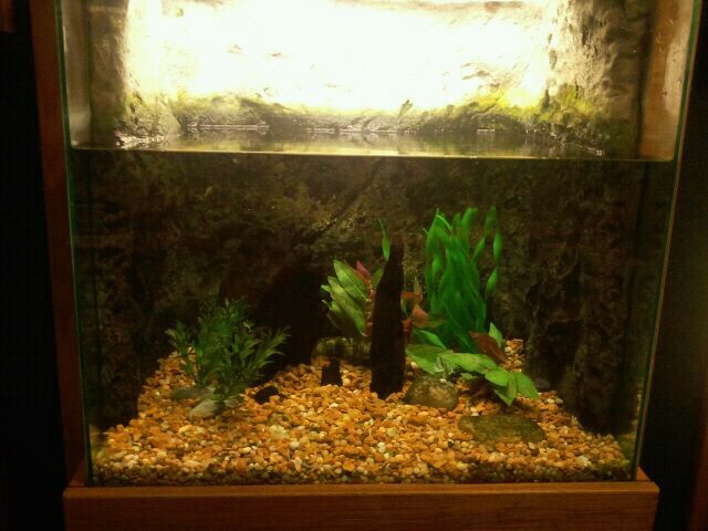 June 2012-Loggerhead musk turtle tank