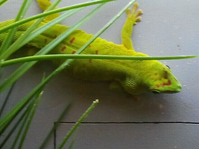 June 2012-Madagascar giant day gecko in World of the Insect
