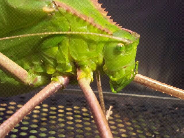 June 2012-Malayan leaf katydid in World of the Insect