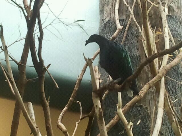 June 2012-Nicobar pigeon in Wings of the World