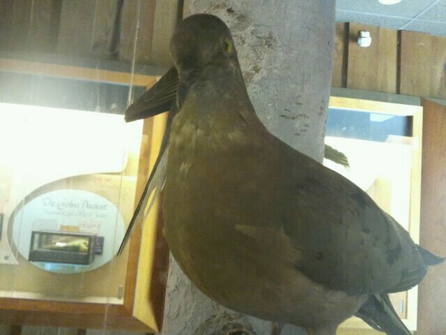 June 2012-Passenger pigeon