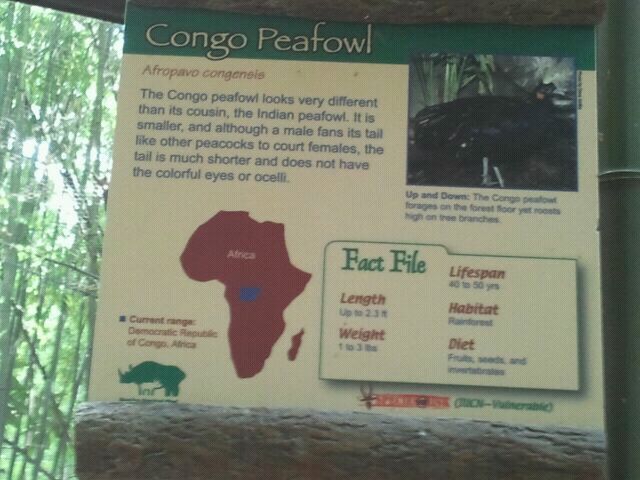 June 2012-Peafowl sign in Jungle Trails (for Kudu21)