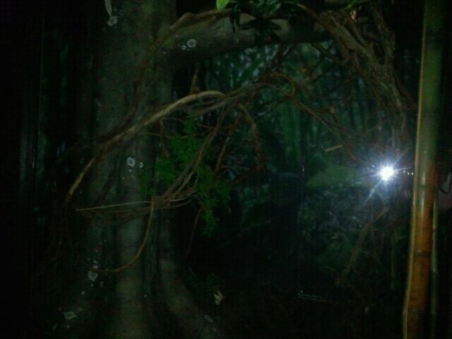 June 2012-Pygmy slow loris exhibit