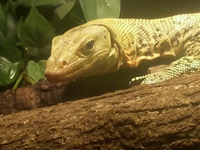 June 2012-Quince monitor in Dragons!