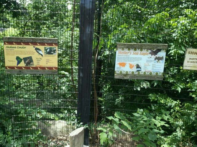 June 2012-Raptor signs at Eagle Eyrie