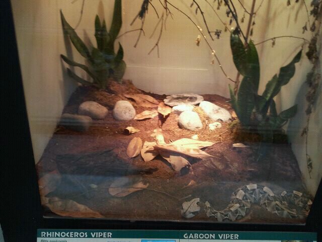 June 2012-Rhinoceros/Gaboon Viper exhibit