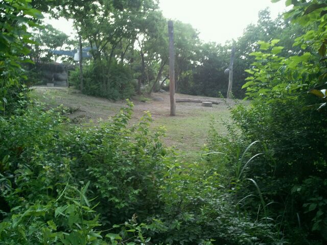 June 2012-Right side of the female Indian elephant exhibit
