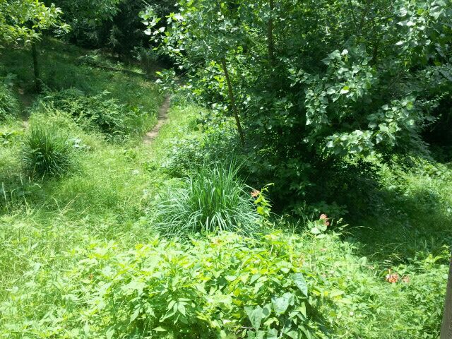 June 2012-Right side of the Mexican wolf exhibit