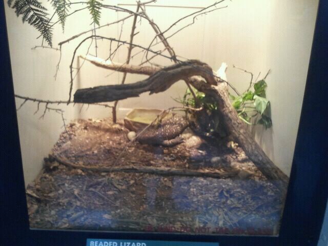 June 2012-Rio Fuetre Beaded lizard exhibit