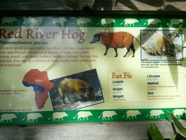 June 2012-River hog sign in Wildlife Canyon