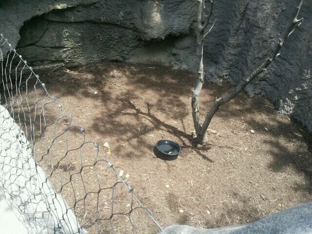 June 2012-Southern three-banded armadillo exhibit
