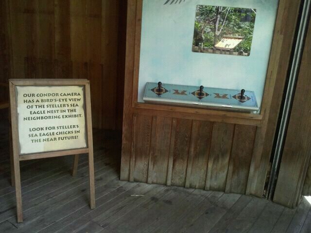 June 2012-Steller's Sea Eagle Chick Camera