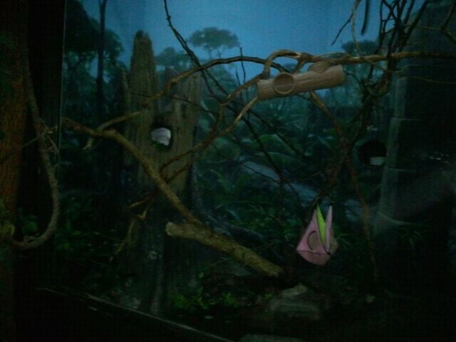 June 2012-Sugar glider exhibit