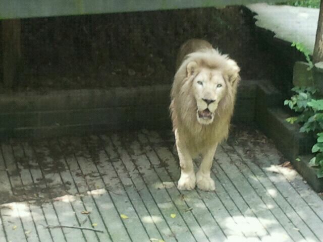 June 2012-Sunshine the Southeast African lion