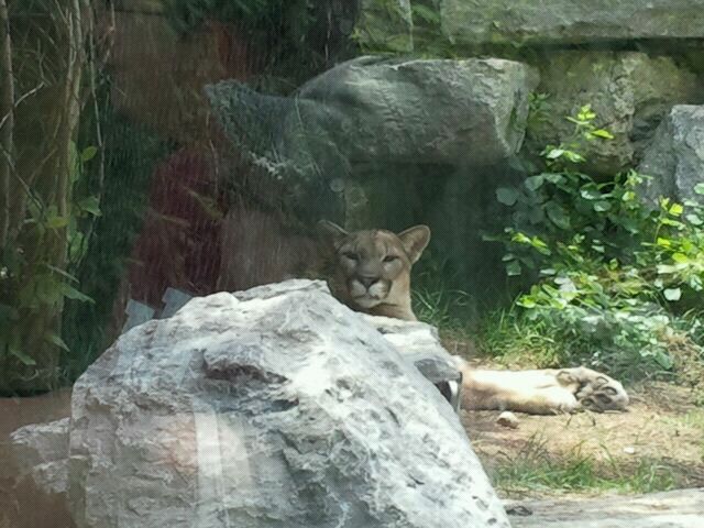 June 2012-Tecumseh the Cougar