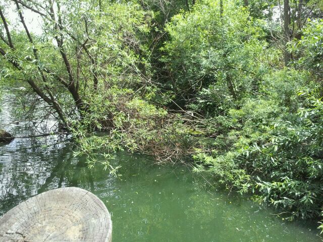 June 2012-Wetland Trails (find the crane?)