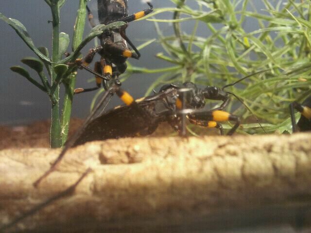 June 2012-White-eyed assassin bugs in World of the Insect