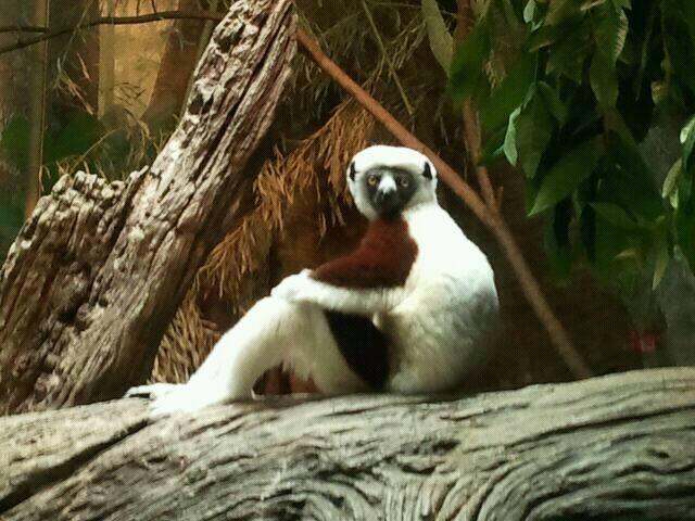 June 2012-Wilhelmina the Coquerel's sifaka