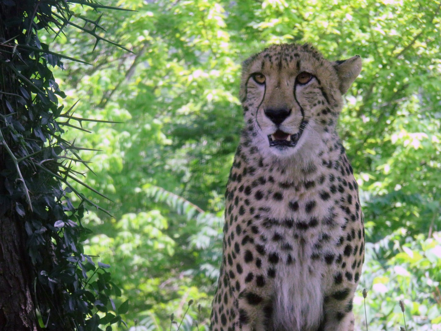 [June 2016]  East Africa- cheetah (Acinonyx jubatus)