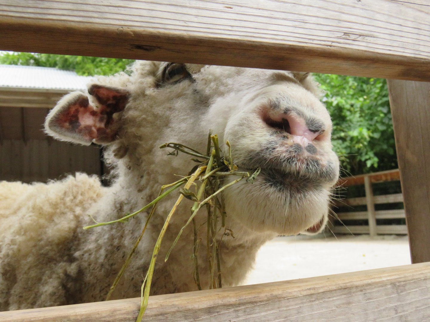 [June 2017] Australia- domestic sheep (Ovis aries) eating