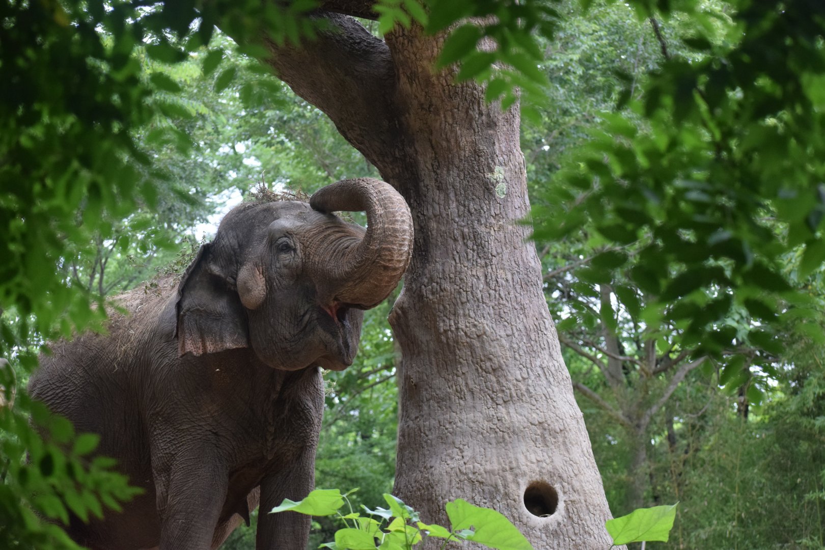 [June 2019] Asian elephant (Elephas maximus) dusting itself