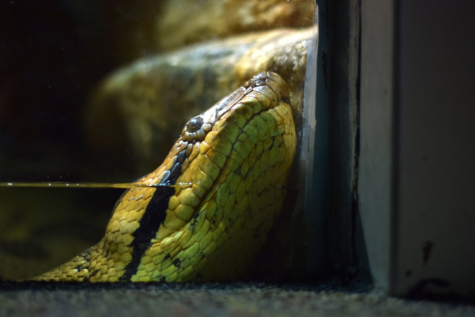 [June 2019] Herpetarium- green anaconda (Eunectes murinus) leaning against glass