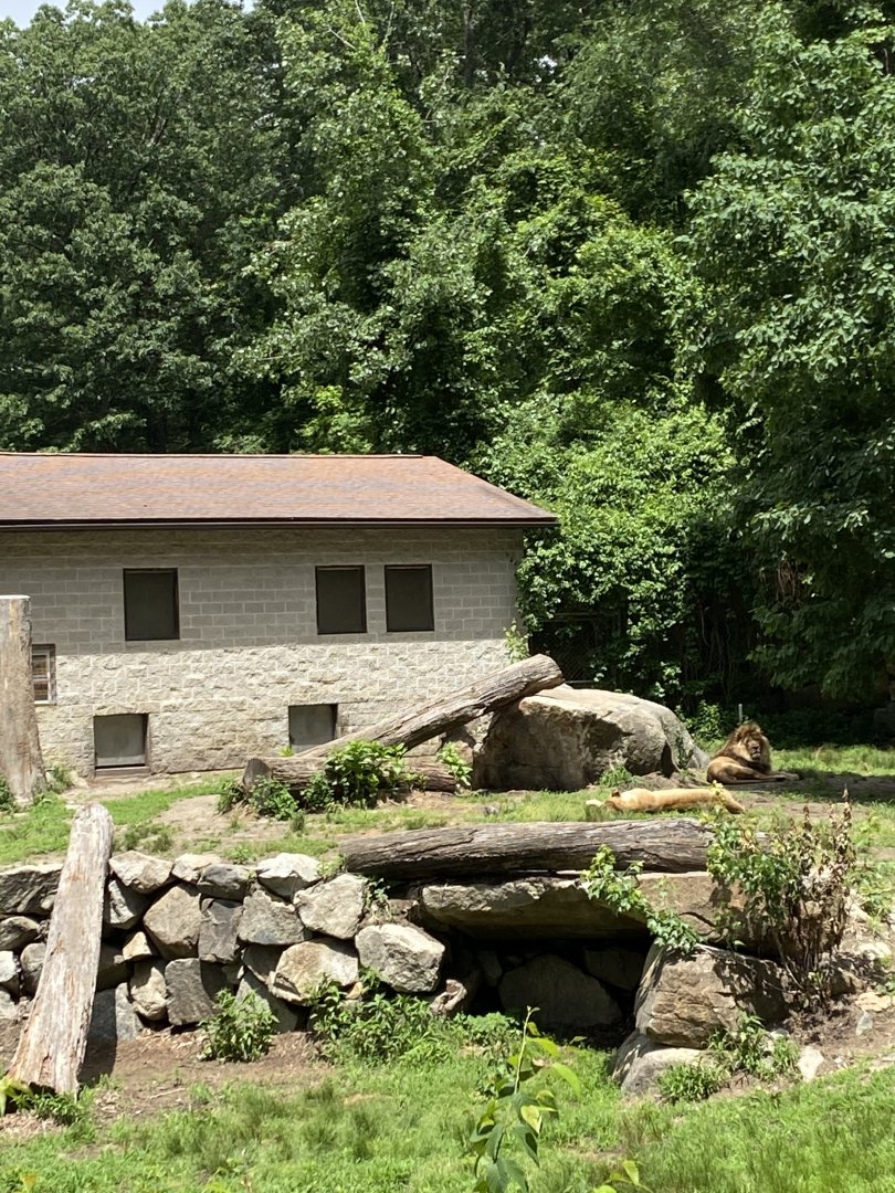 June 2021 African Lion exhibit