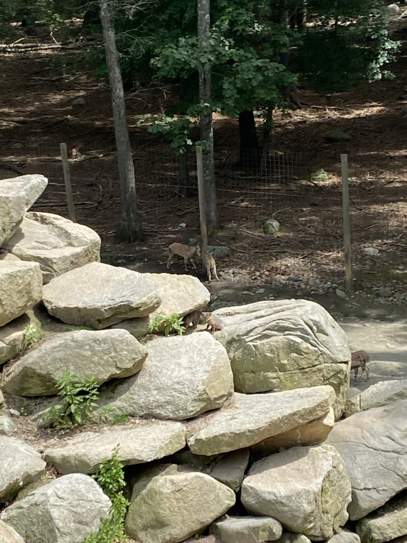 June 2021 Aoudad and Grey Fox