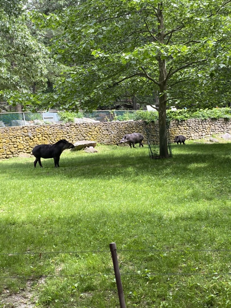 June 2021 Brazilian Tapir