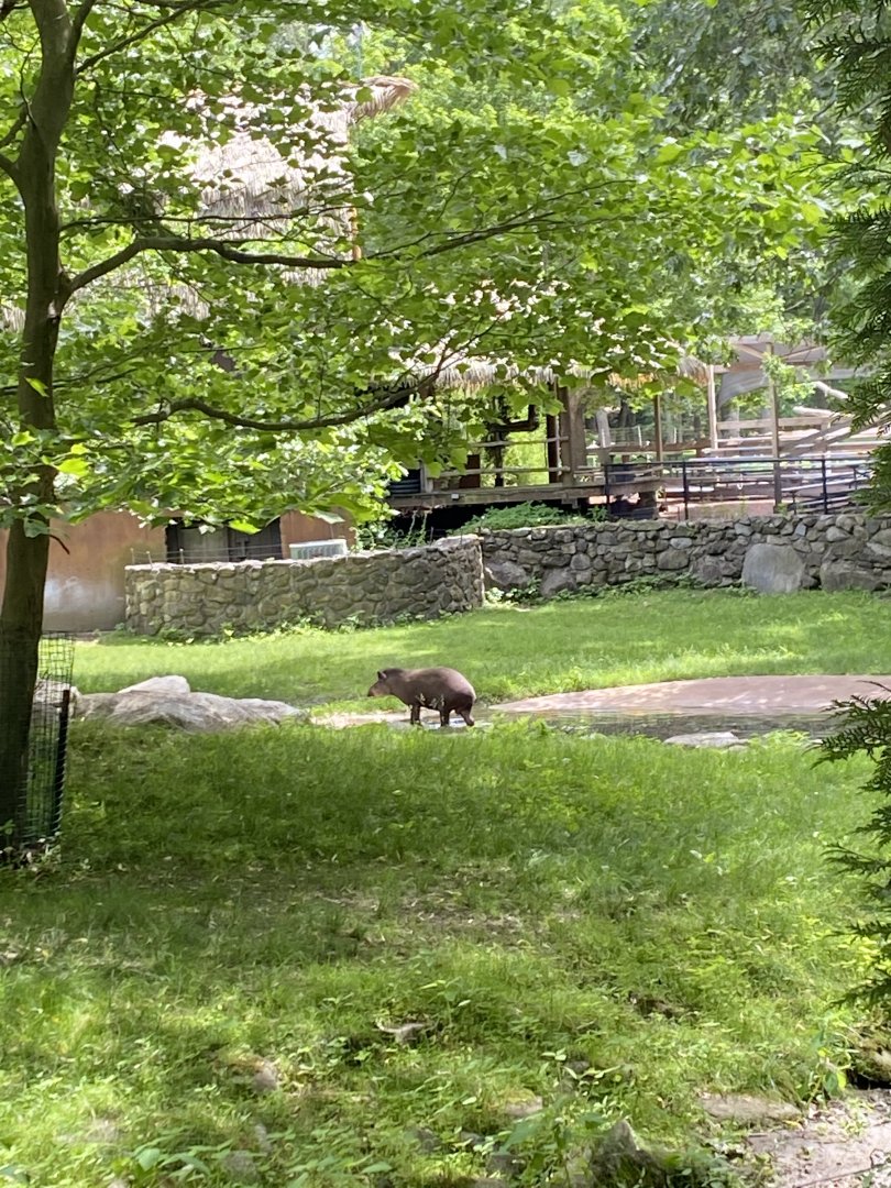 June 2021 Brazilian Tapir