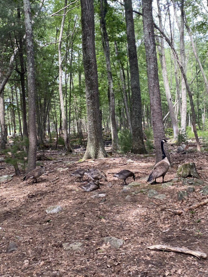 June 2021 Canada Geese