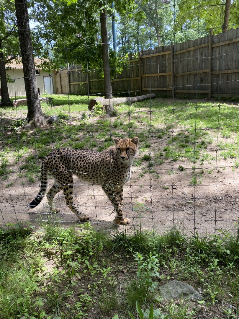 June 2021 Cheetah