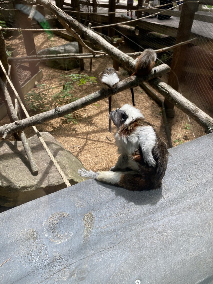 June 2021 Cotton Top Tamarins