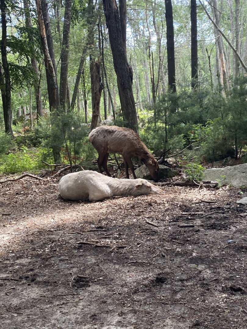 June 2021 Elk